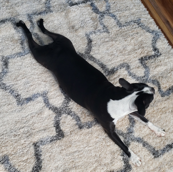 Meet your Posher, Lisa and Buddy - Picture 7 of 13